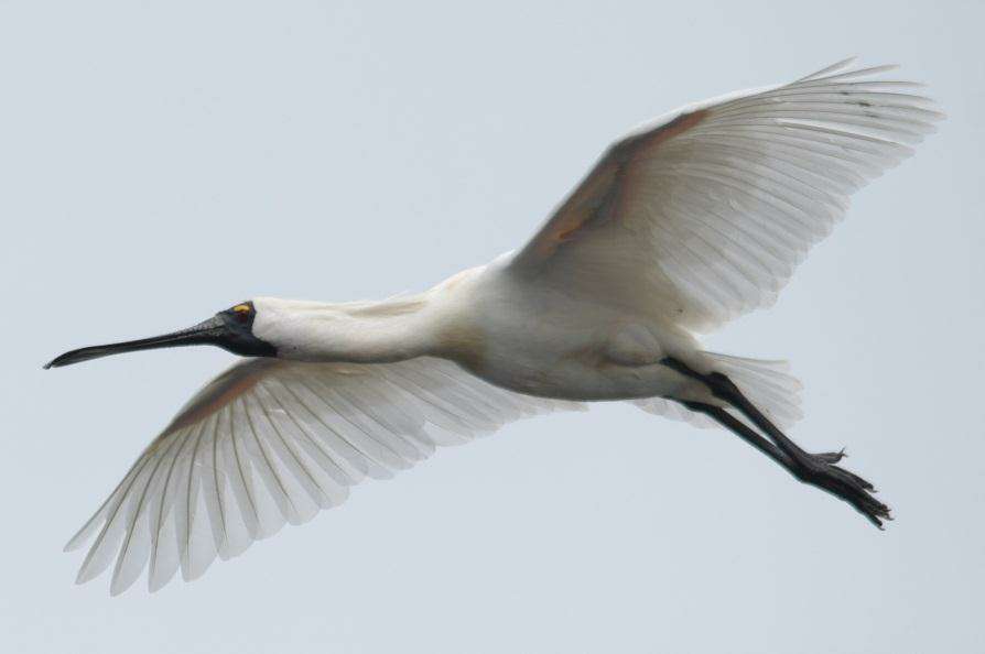 Royal Spoonbill, Photo: Keith Ward, Goulburn Broken CMA.